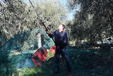 Olive Groves / Taggiasca Olives