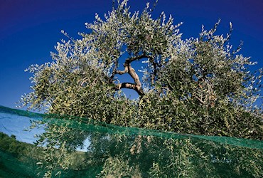 Olive Groves / Taggiasca Olives